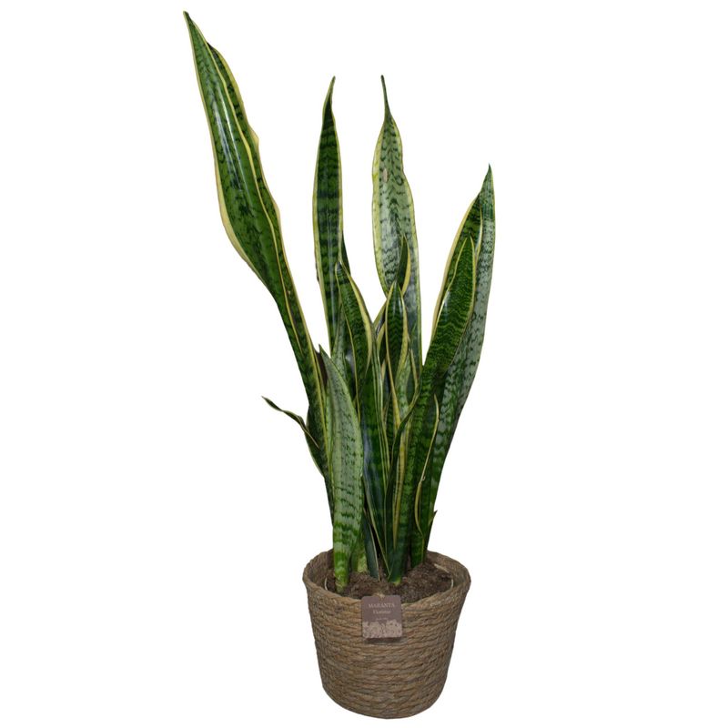 Lengua de Suegra (aprox. 60 cm)