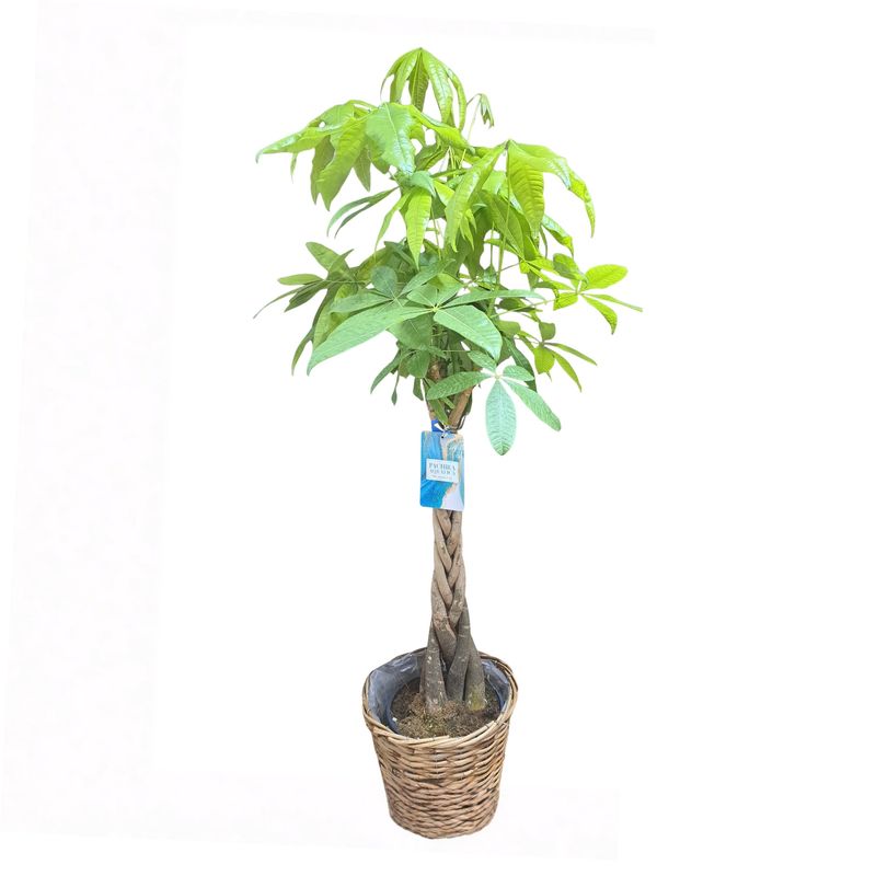 Árbol del Dinero (aprox. 70 cm)