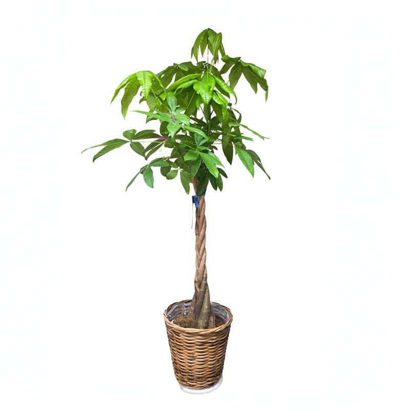 Árbol del Dinero (aprox. 70 cm)