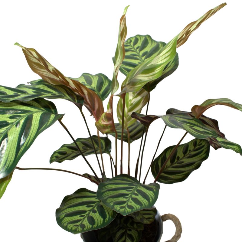 Maranta Makoyana