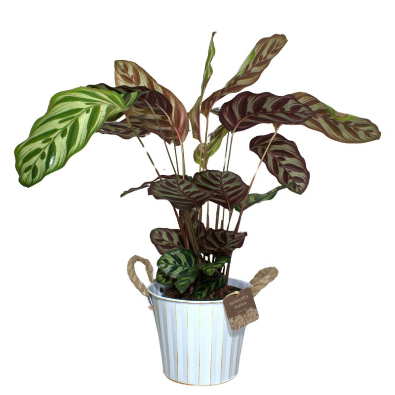 Maranta Makoyana