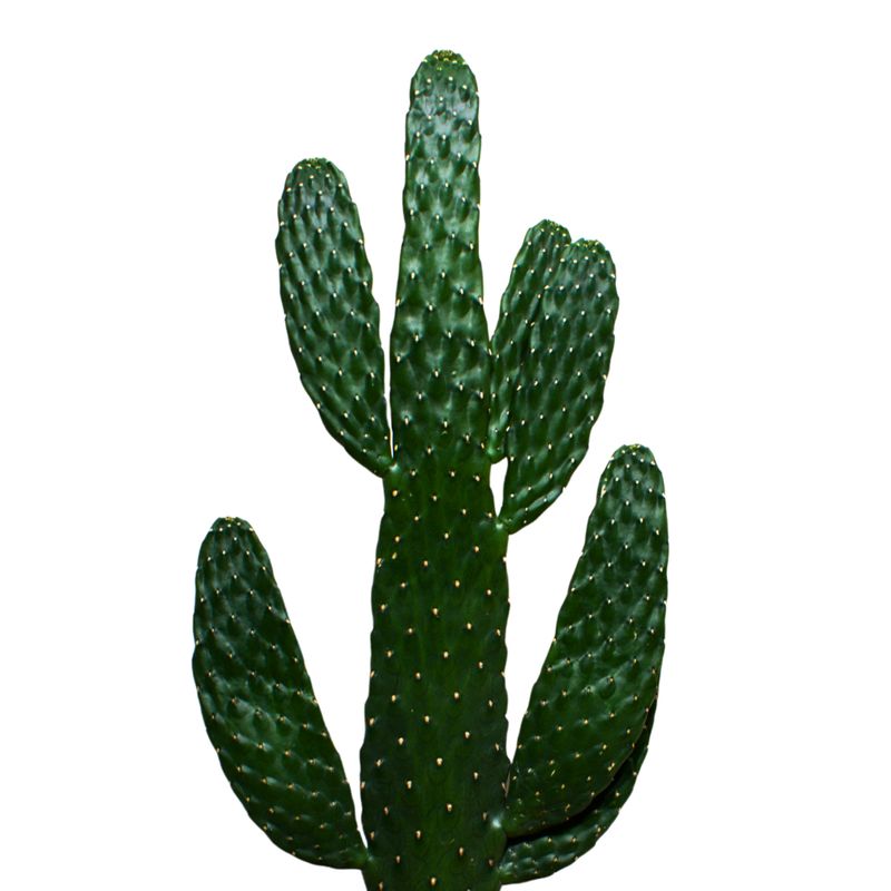 Cactus de Oreja Plana