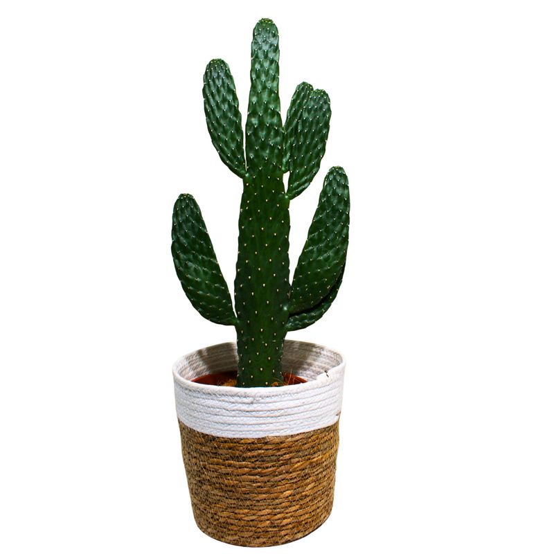 Cactus de Oreja Plana