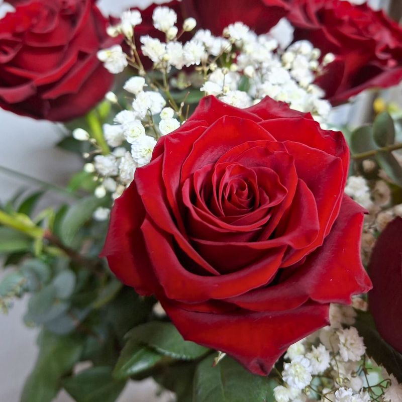 Ramo 12 Rosas (Tallo Corto)