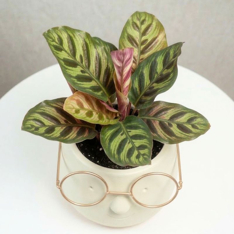 Calathea Makoyana mini