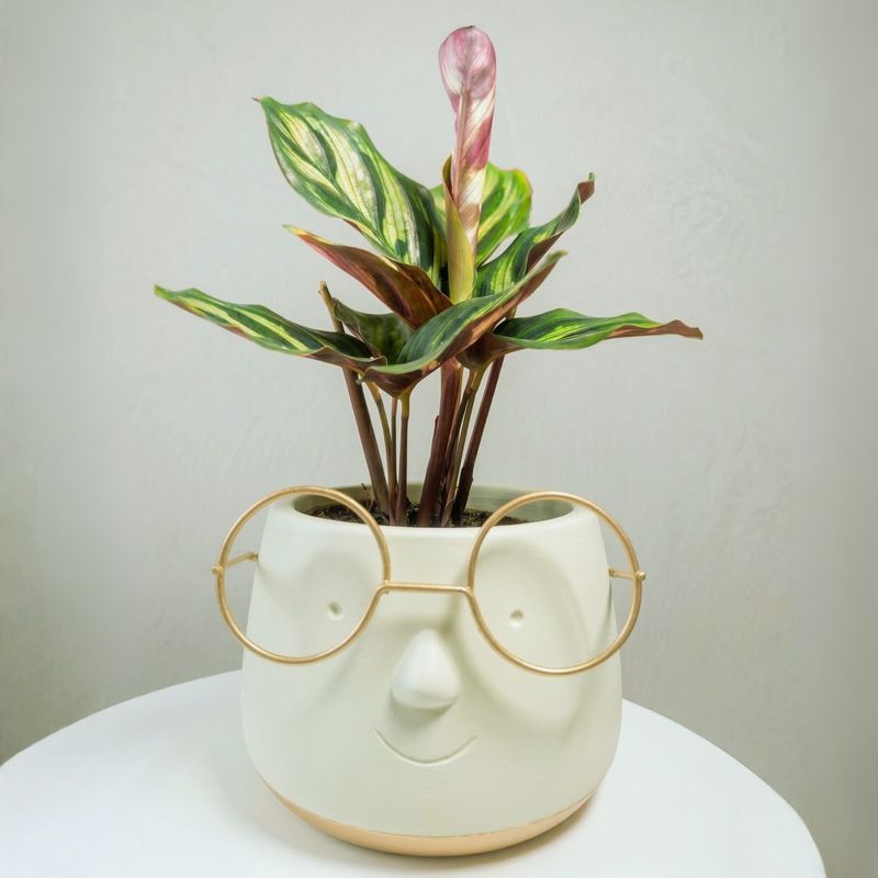 Calathea Makoyana mini