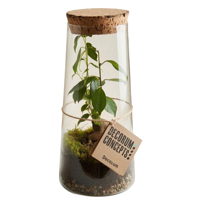 Terrario Ficus Ginseng