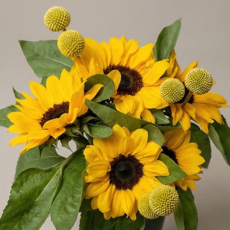 Girasoles y Craspedias