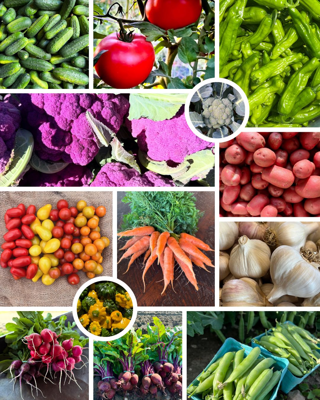 2026 Main Season CSA