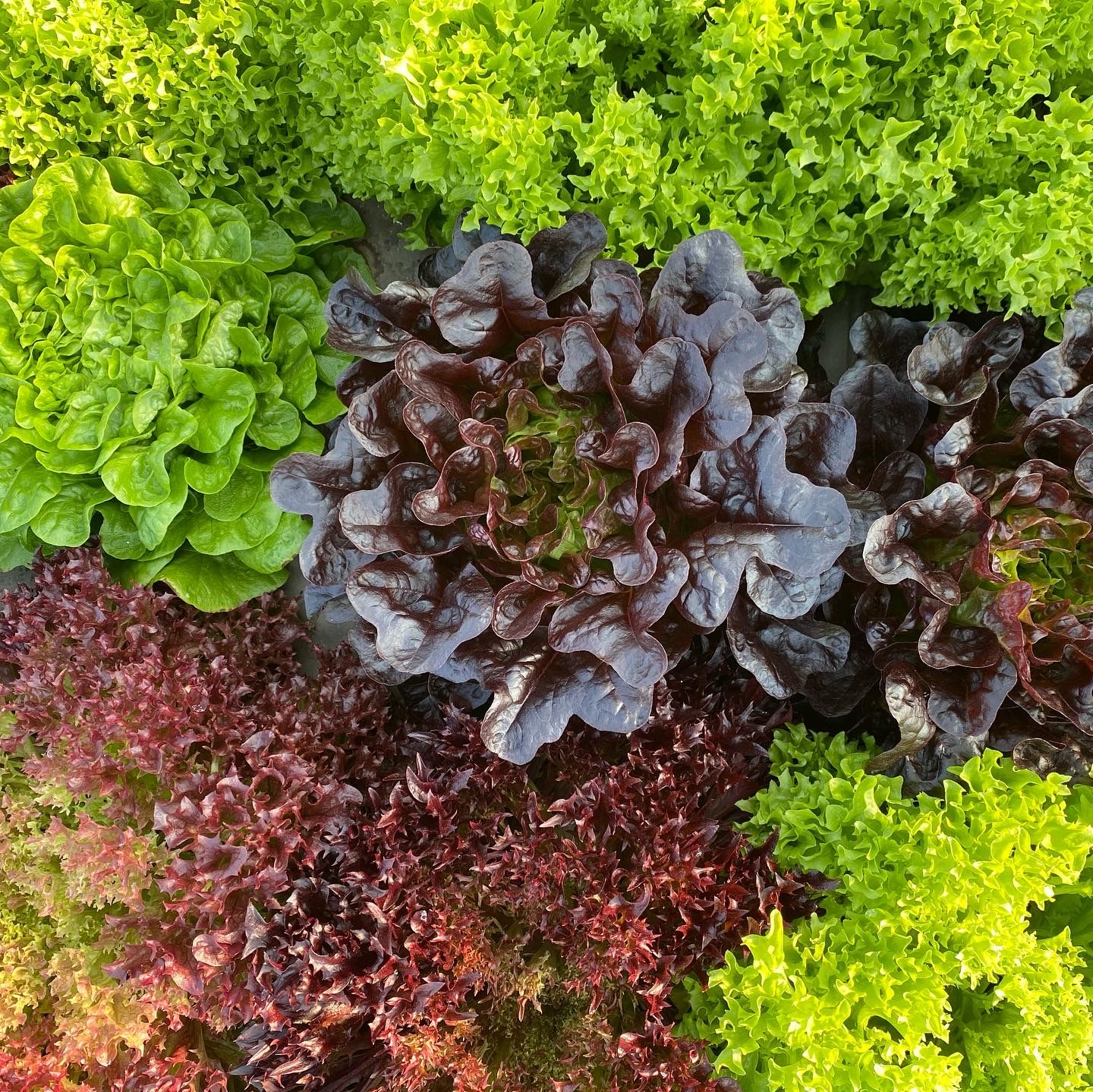 2027 Winter Greens CSA