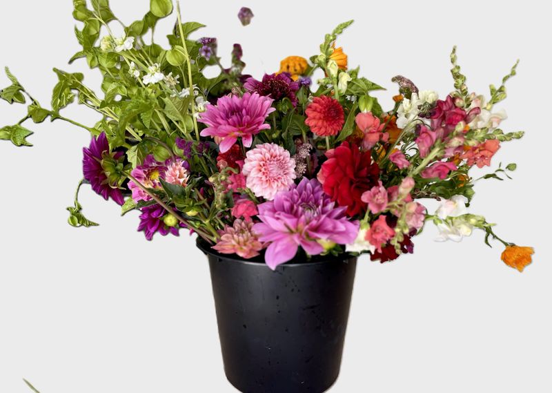 Fall Designer's Special CSA