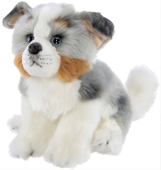 Australian Shepherd