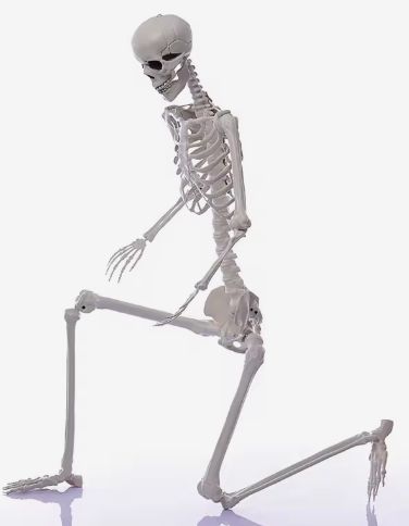 5.9Ft Skeleton - White