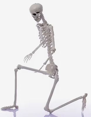 5.9Ft Skeleton - White