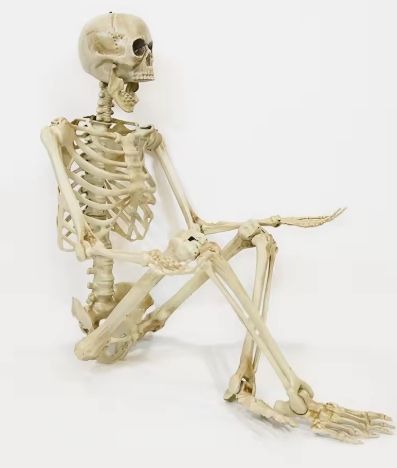 5.4Ft White Skeleton