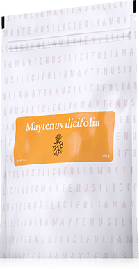 MAYTENUS ILICIFOLIA TEE MAYTENUS ILICIFOLIA TEE