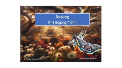 Story book 13 Buugang (the Bogong moth) story: Book