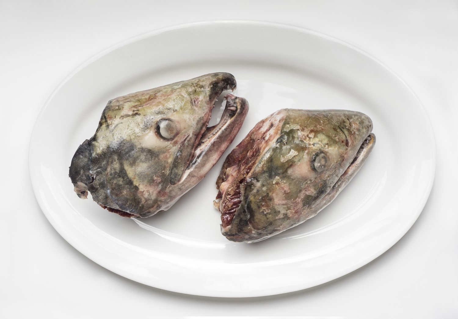 Salmon Heads Salmon Heads