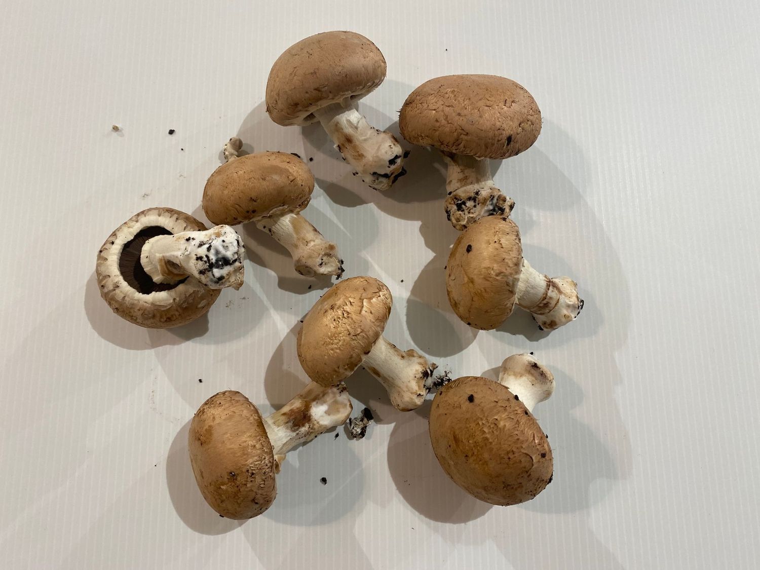 0,250 kg de champignons roses