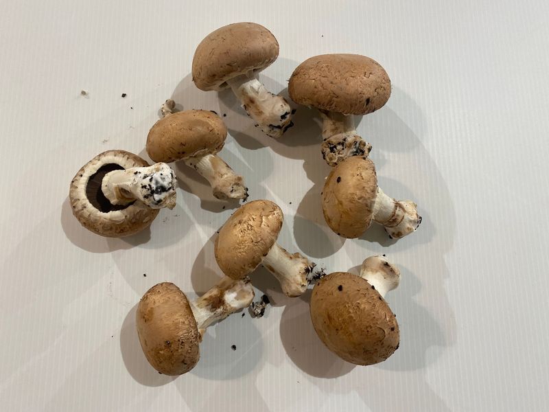 0,250 kg de champignons roses