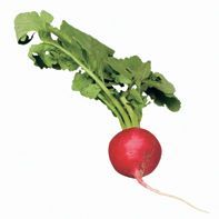 1 Botte de radis