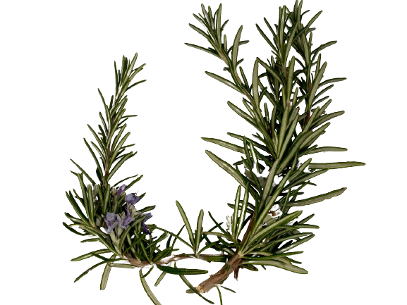 1 botte de romarin