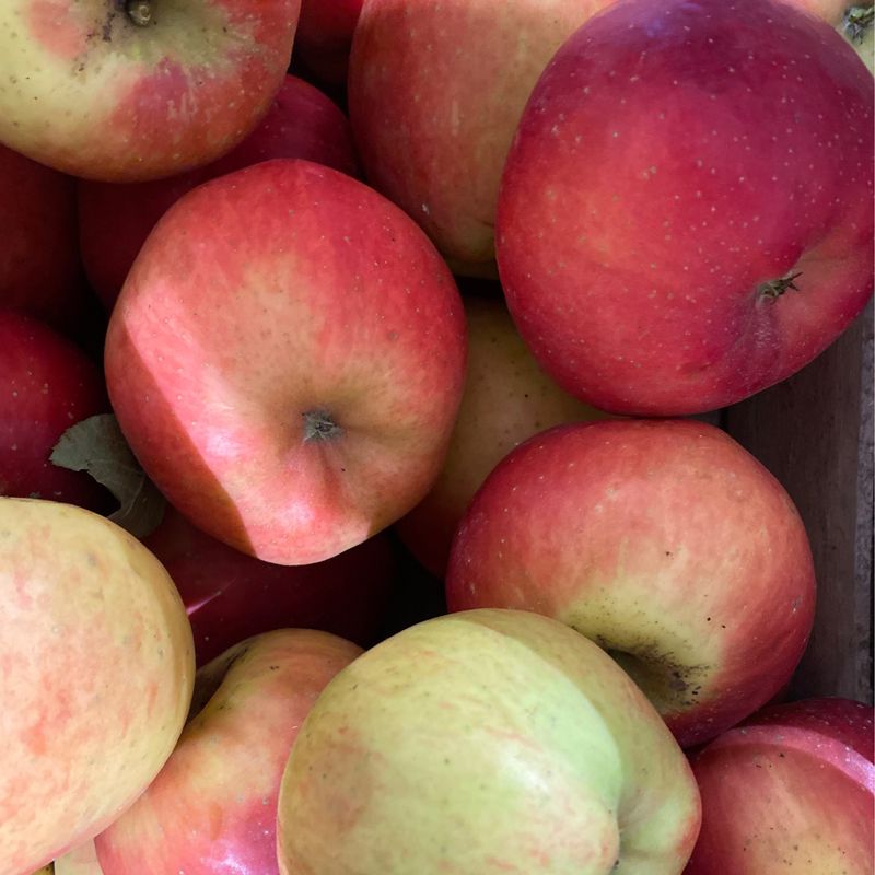 1 Kg de Pommes MELROUGE