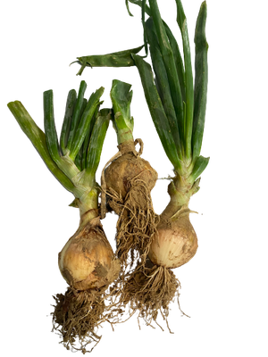 1 Kg Oignons nouveaux jaunes 1 Kg Oignons nouveaux jaunes