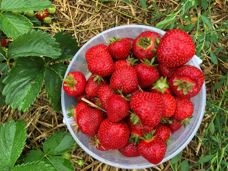 Vendredi 29 mai 2026 de 9h30-12h30 Atelier confiture ou conserve : La fraise