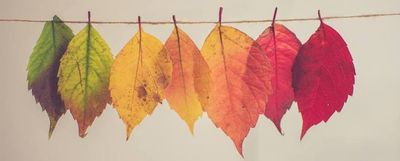 Fall