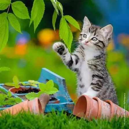Ravensburger Cuddly Kittens 3X49 pc puzzle
