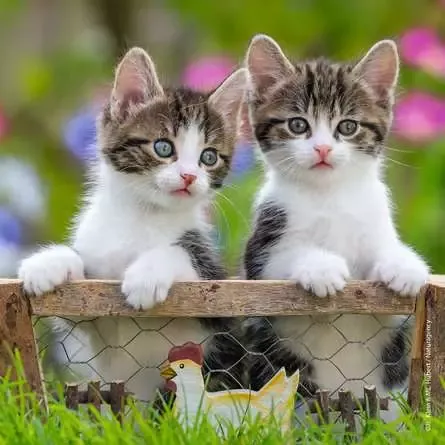 Ravensburger Cuddly Kittens 3X49 pc puzzle