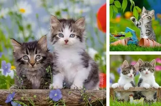 Ravensburger Cuddly Kittens 3X49 pc puzzle