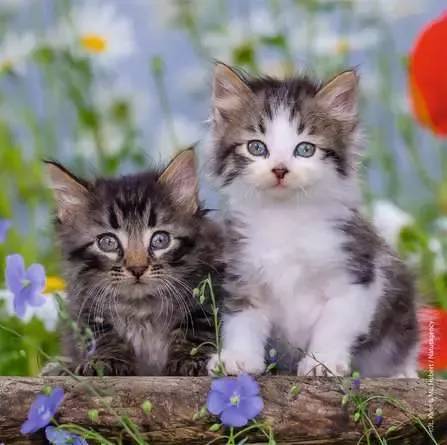 Ravensburger Cuddly Kittens 3X49 pc puzzle