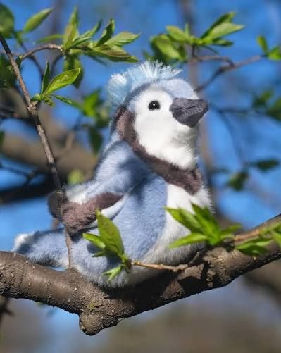 Denim Blue Jay