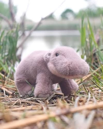 Nibbles Pygmy Hippo