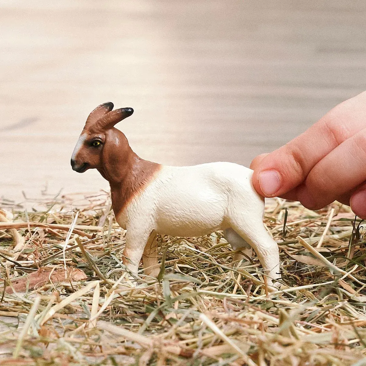 Boer goat