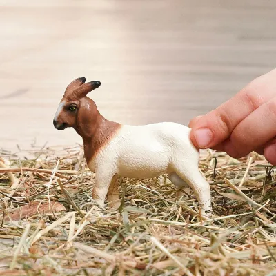 Boer goat