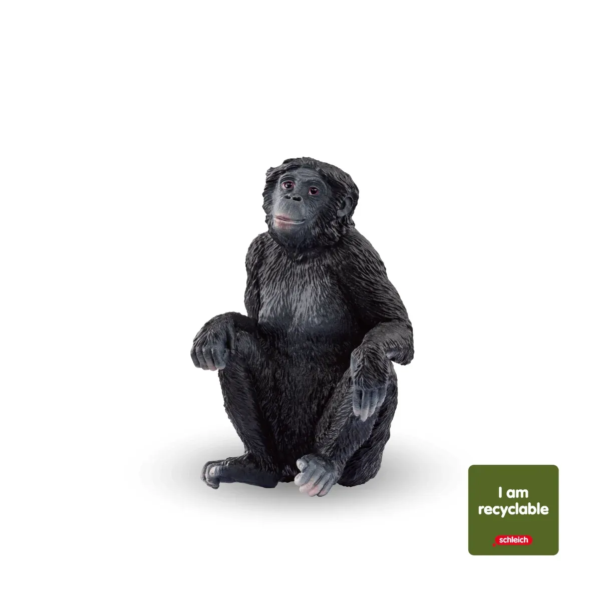 Bonobo Female