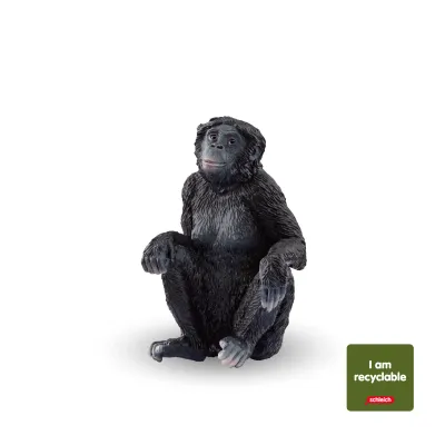 Bonobo Female