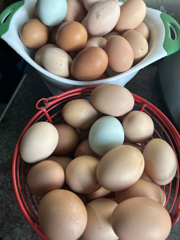 Free Range Chicken Eggs