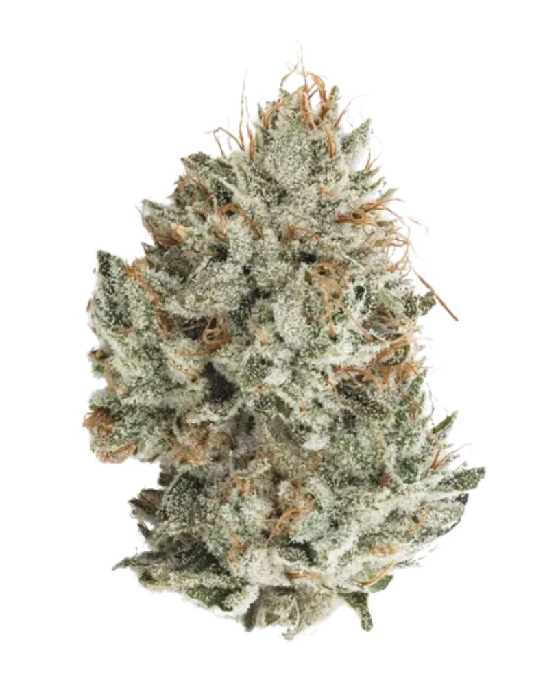 MJ's Premium Flower 3.5g - Gorilla Glue - Hybrid/I