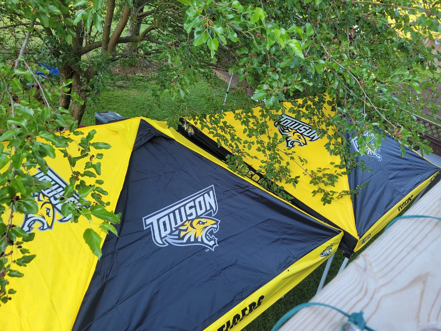 Tent Checkerboard Mascot