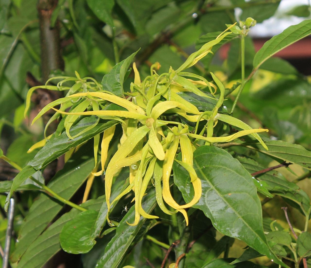 Ylang thé