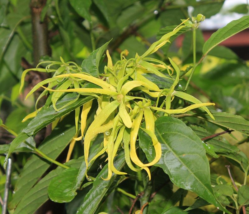 Ylang thé