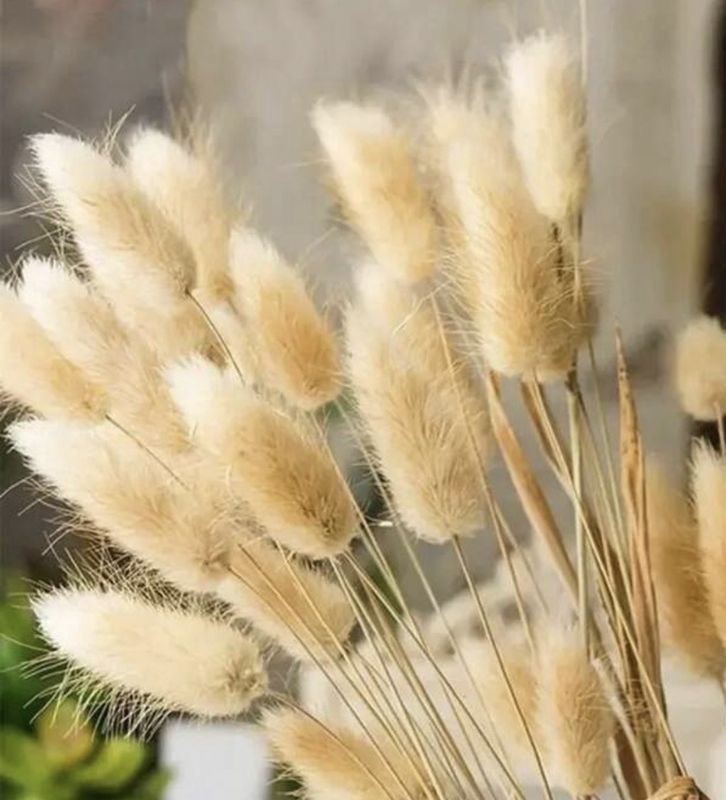 Bunny Tail Dried stem