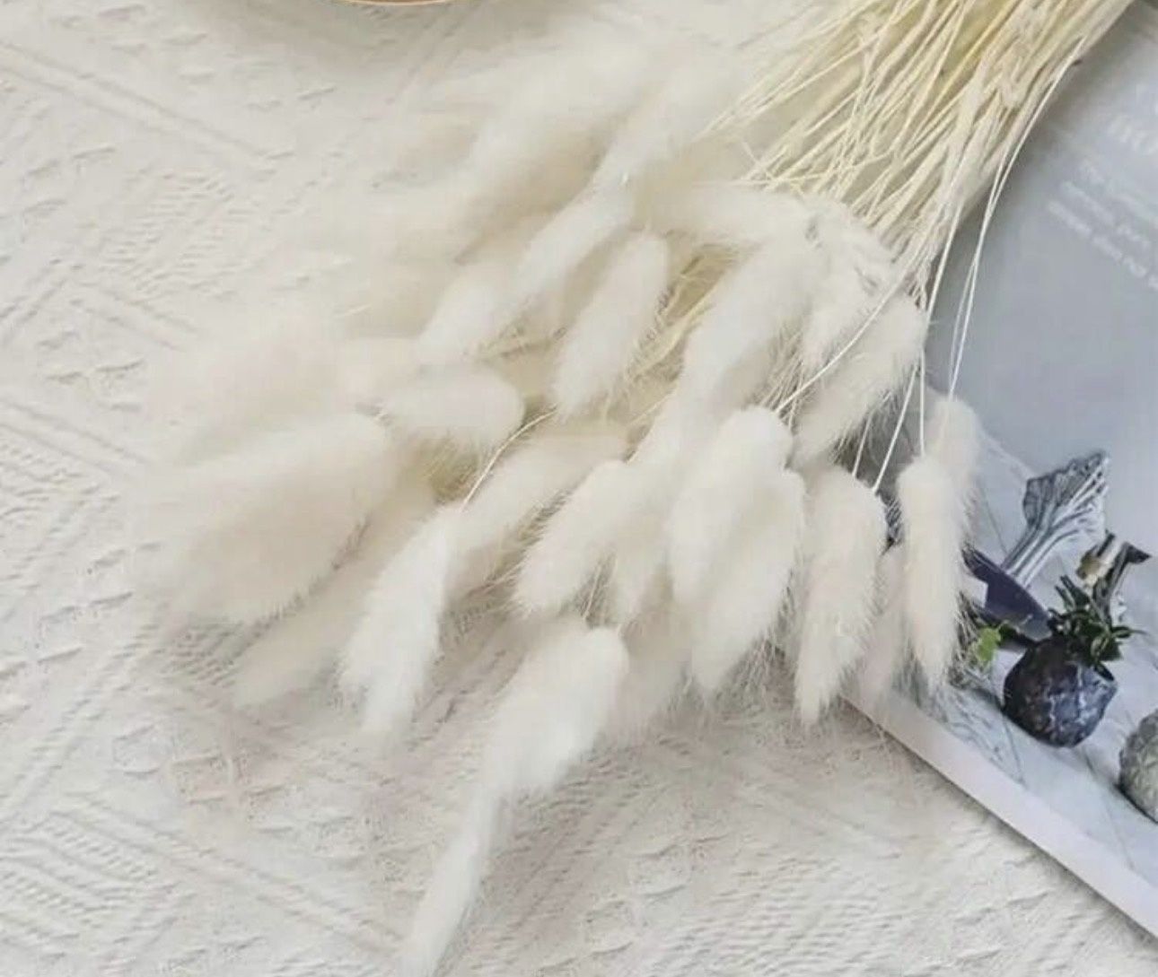 Bunny Tail Dried stem, Colour: White