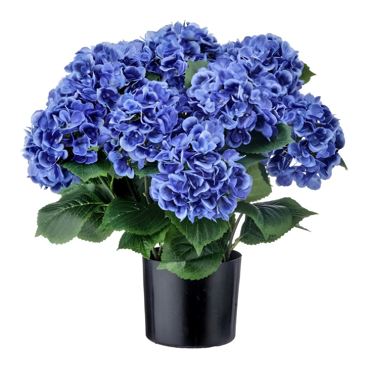 22" POTTED GARDEN HYDRANGEA-BLUE
