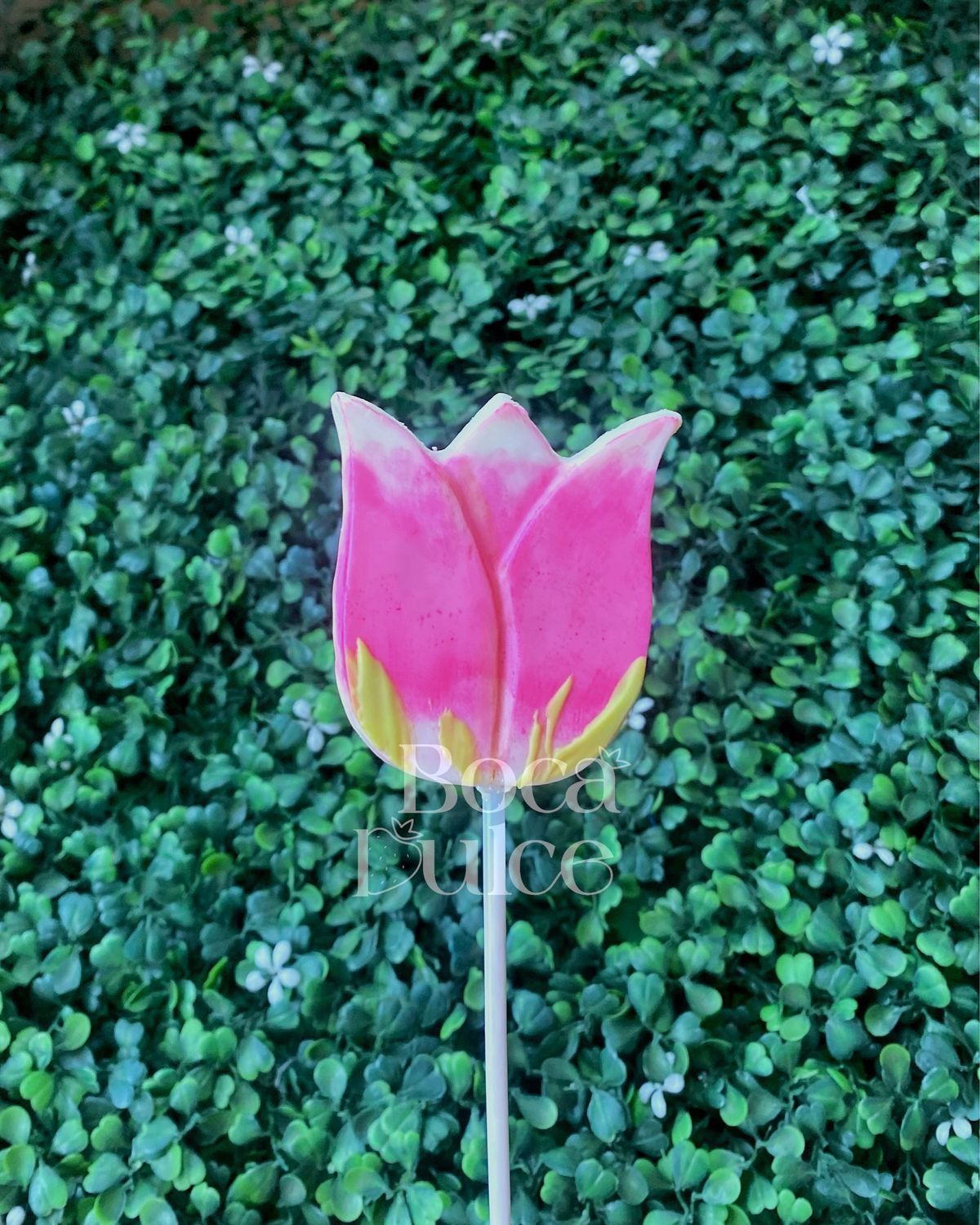 Chocolate de Tulipán