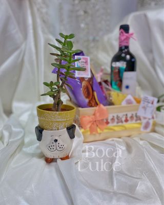 MACETAS DE CERÁMICA CON SUCULENTA